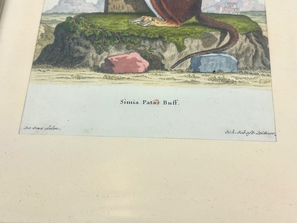 Grafika Monkey, multikolor, miedzioryt, aut. J.S. Leitner, Niemcy, XVIII w. - 153111