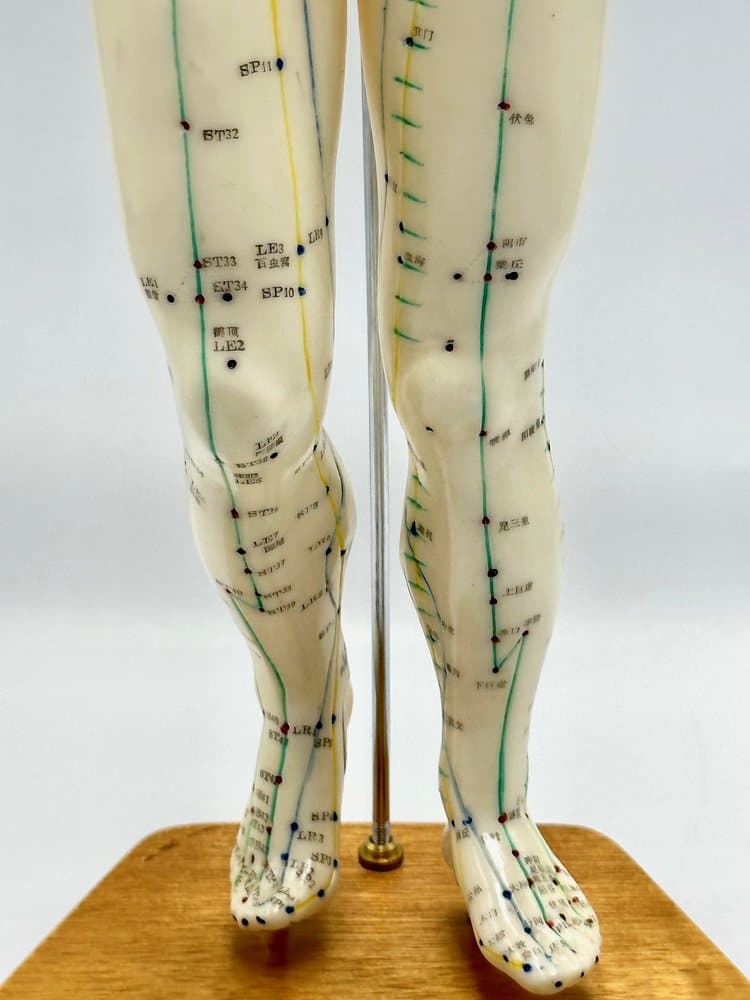 Anatomical Figurine Meridian, ivory, plastic, wood, Germany, 1970s. - 155681