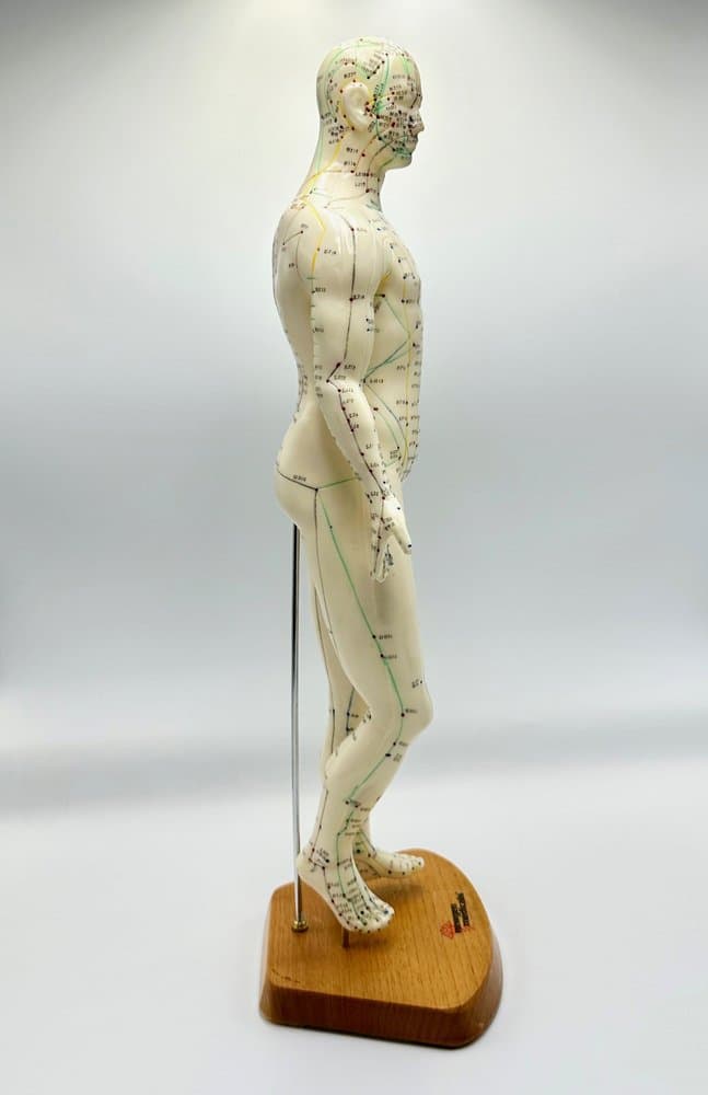 Anatomical Figurine Meridian, ivory, plastic, wood, Germany, 1970s. - 155683