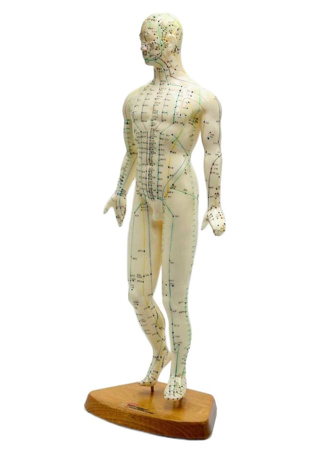 Anatomical Figurine Meridian, ivory, plastic, wood, Germany, 1970s. - DIMENSION