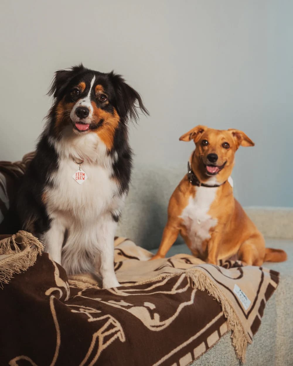 Koc Pawfect 200x150 cm beżowo-brązowy, Feum - 147587