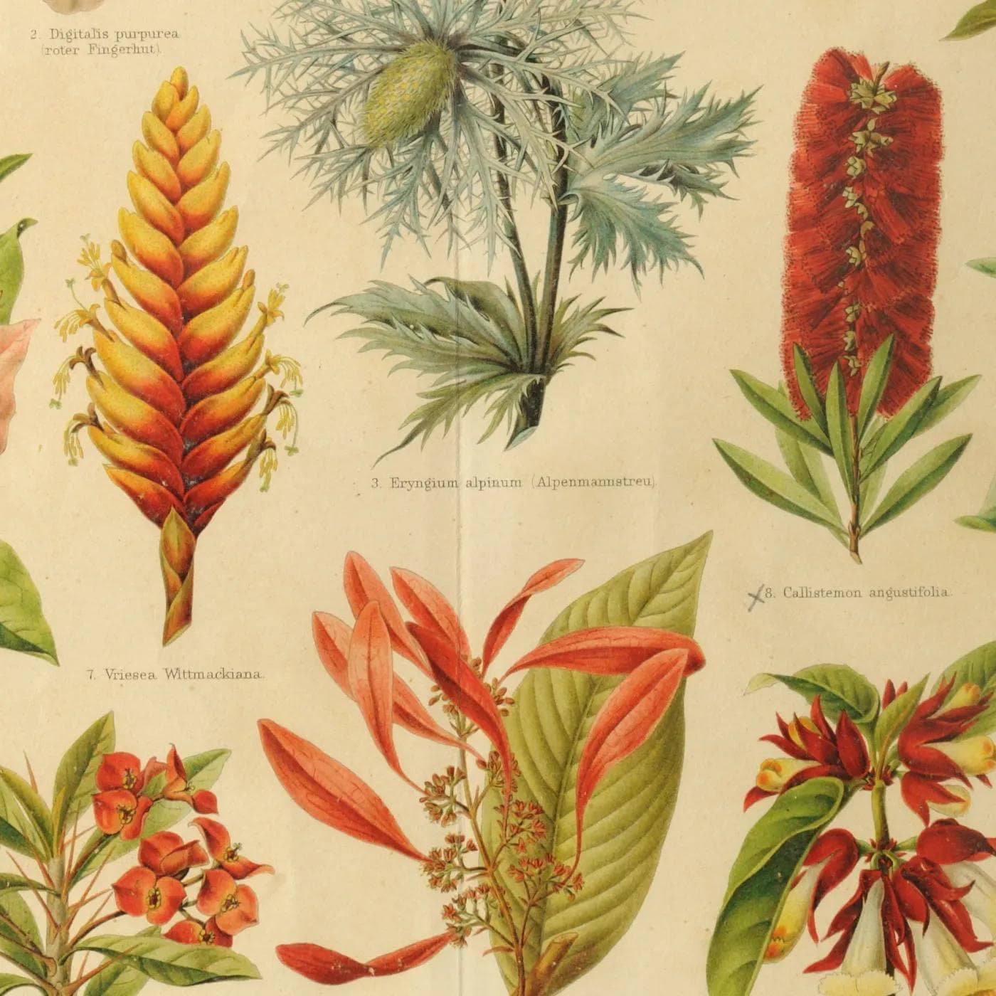 Grafika botaniczna, Meyers Konversations Lexikon, multikolor, Niemcy, XIX w. - 160327