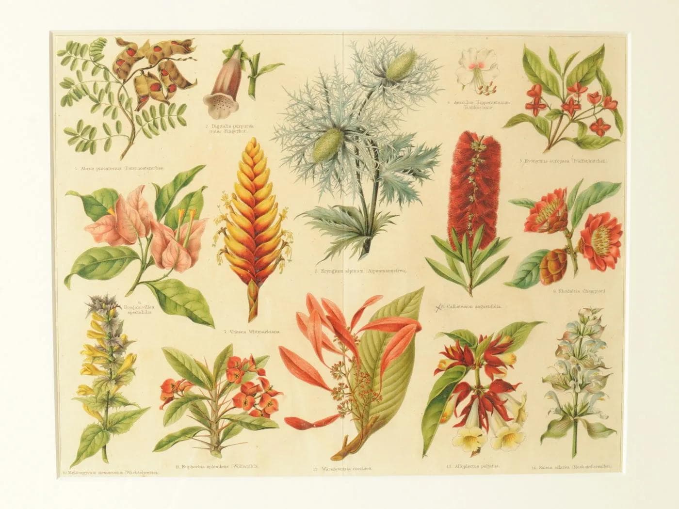Grafika botaniczna, Meyers Konversations Lexikon, multikolor, Niemcy, XIX w. - 160326