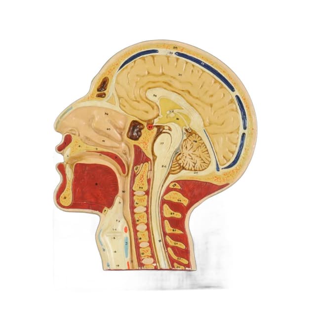 Model anatomiczny przekroju głowy, multikolor, gips malowany, drewno, Czechosłowacja, lata 50. - WYMIARY