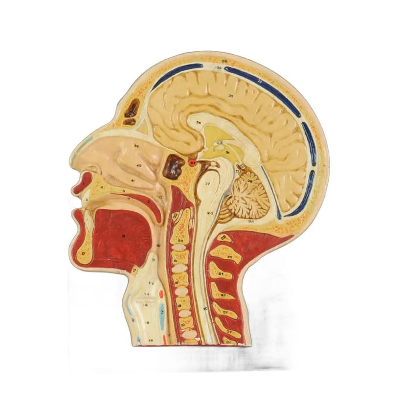 Model anatomiczny przekroju głowy, multikolor, gips malowany, drewno, Czechosłowacja, lata 50.