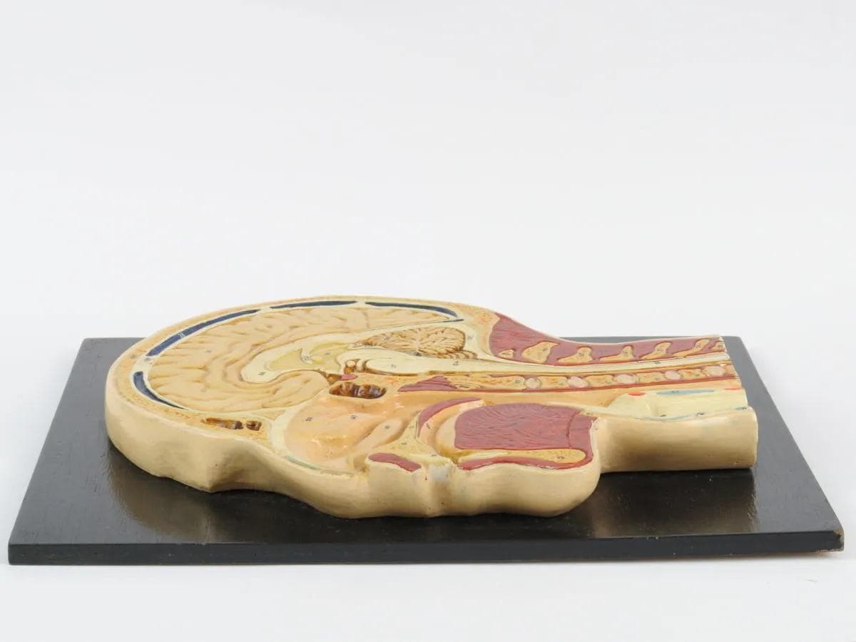 Model anatomiczny przekroju głowy, multikolor, gips malowany, drewno, Czechosłowacja, lata 50. - 161994