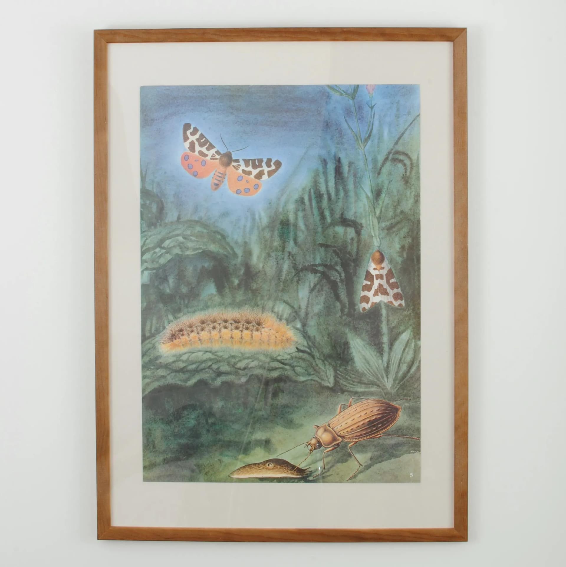 Para tablic entomologicznych, multikolor, drewno, plexi, Czechosłowacja, lata 80. - 164625