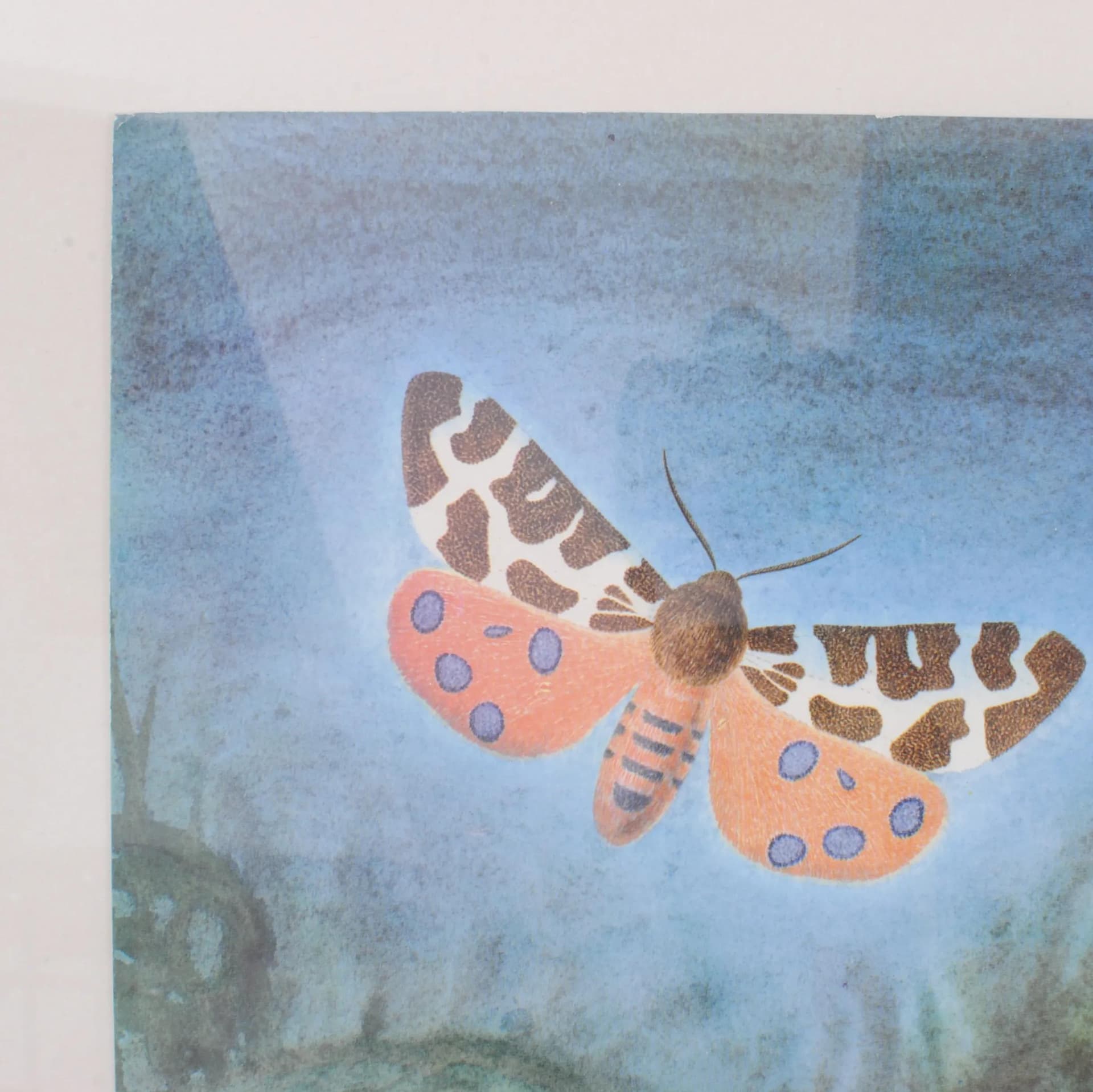 Para tablic entomologicznych, multikolor, drewno, plexi, Czechosłowacja, lata 80. - 164626