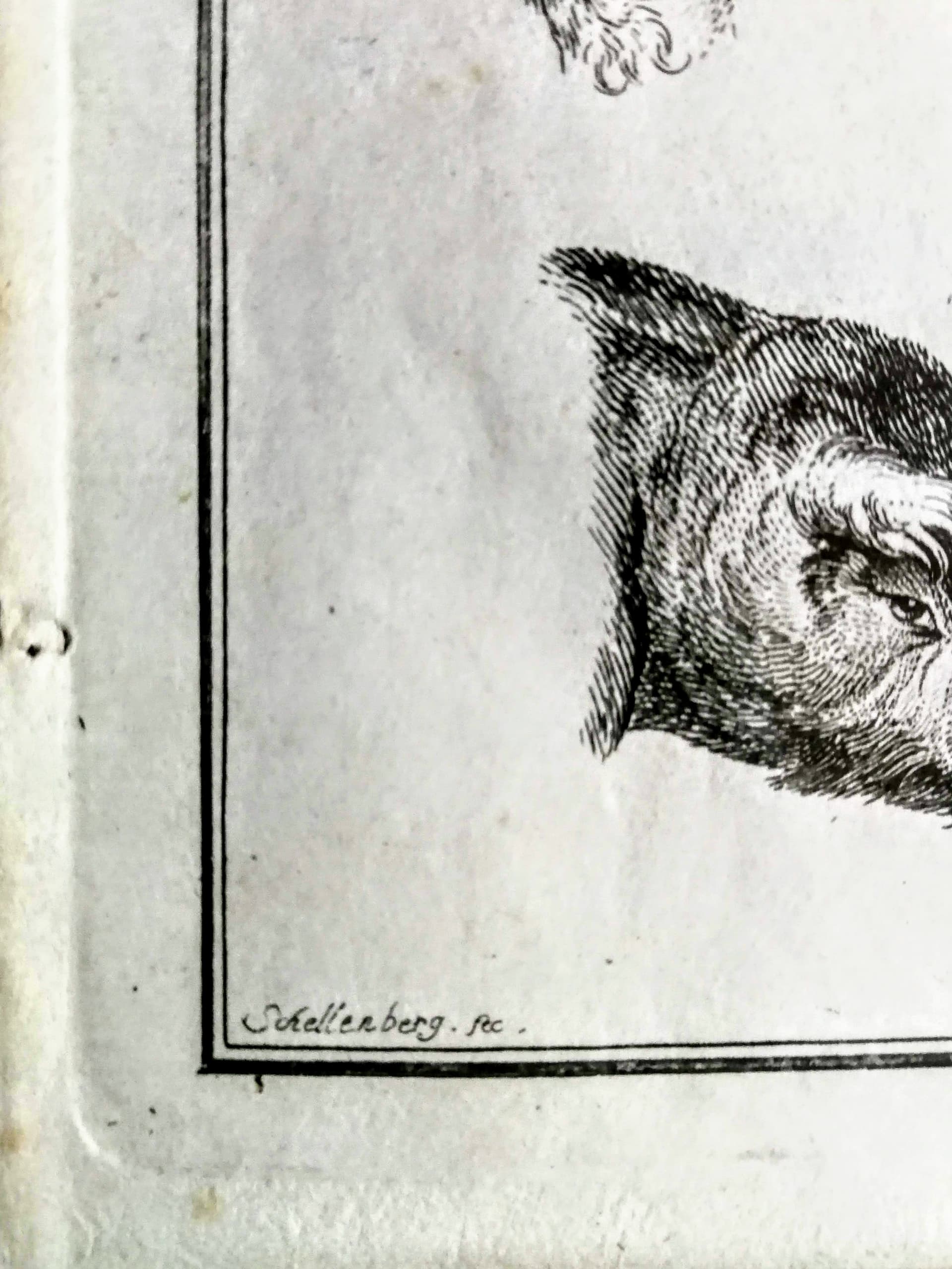 Grafika animalistyczna. Głowy zwierzęce. Sygn. Schellenberg fec. XIX wiek - 178530