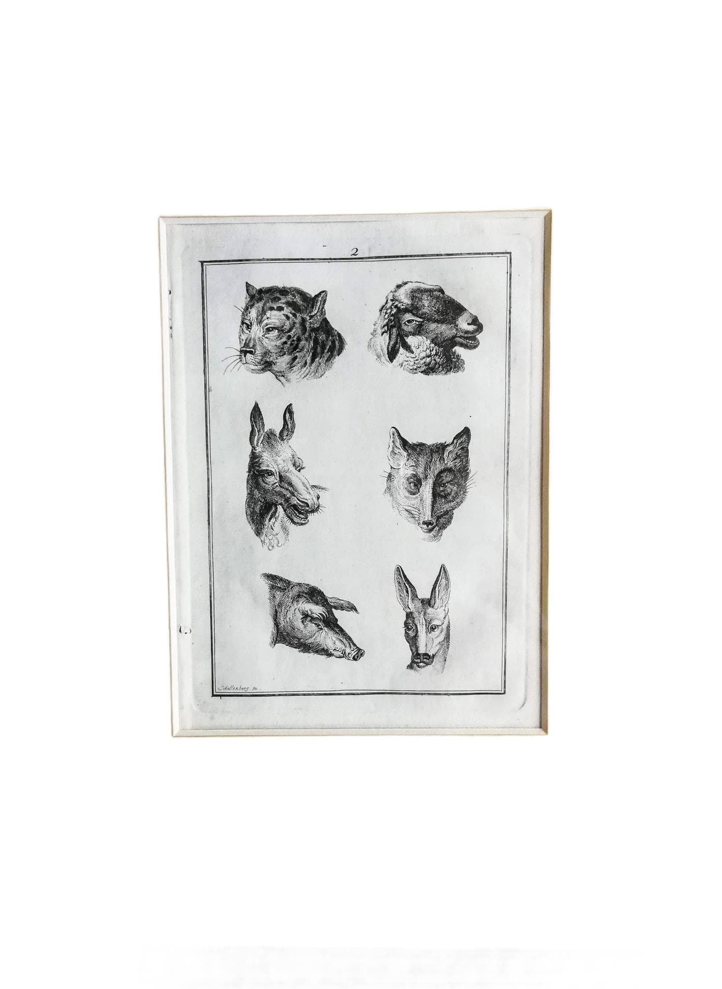 Grafika animalistyczna. Głowy zwierzęce. Sygn. Schellenberg fec. XIX wiek