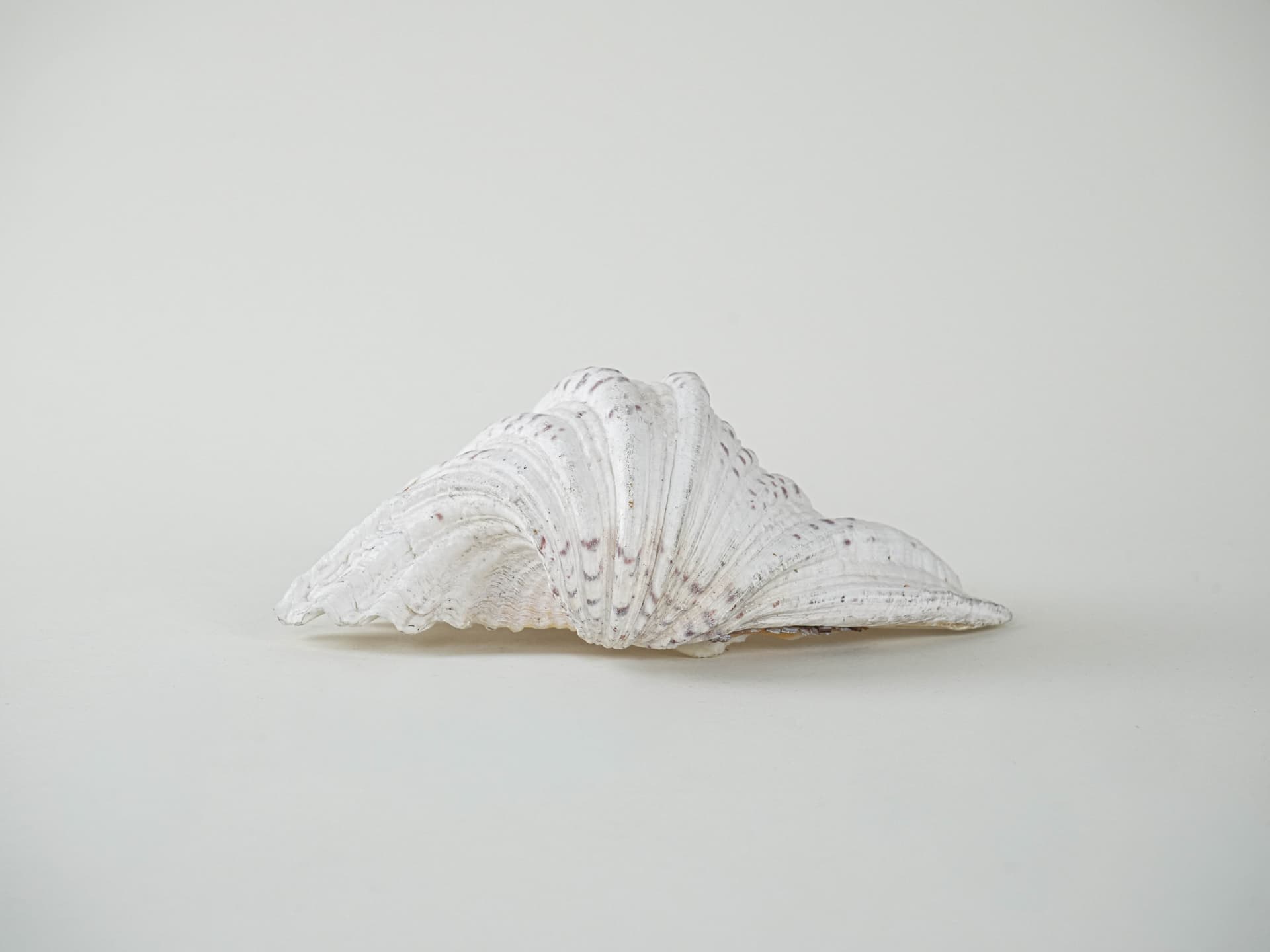Decorative Triton Shell, ivory white, 1980s. - 195228