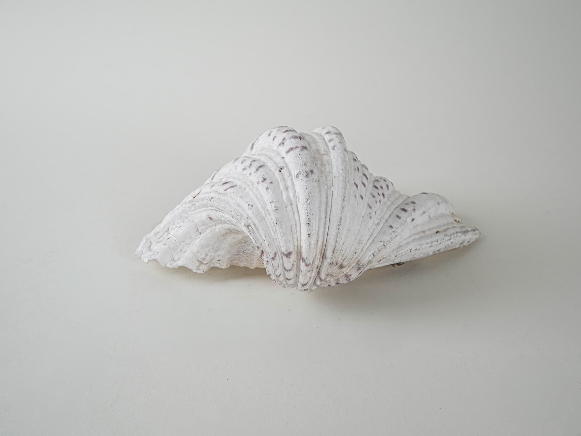 Decorative Triton Shell, ivory white, 1980s. - 195227