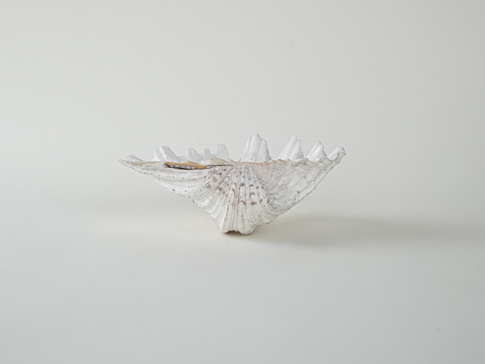 Decorative Triton Shell, ivory white, 1980s. - 195222