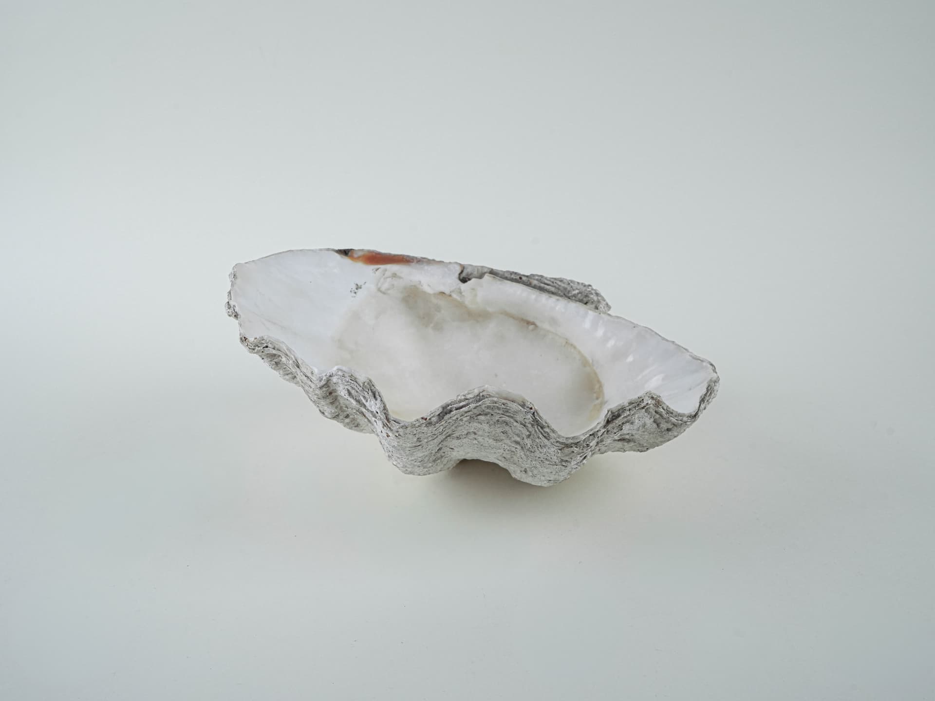 Decorative Tridacna Shell, Grey, Italy, 1980s. - 195467