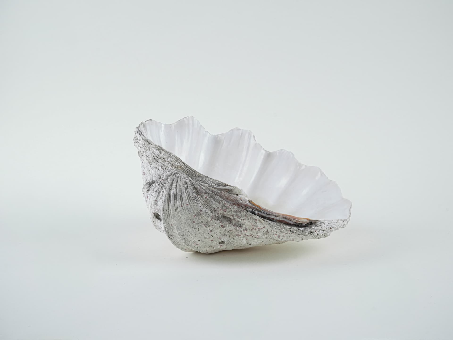 Decorative Tridacna Shell, Grey, Italy, 1980s. - 195464