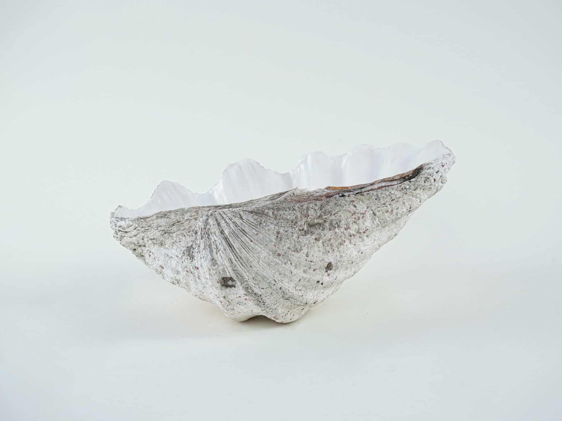 Decorative Tridacna Shell, Grey, Italy, 1980s. - 195465