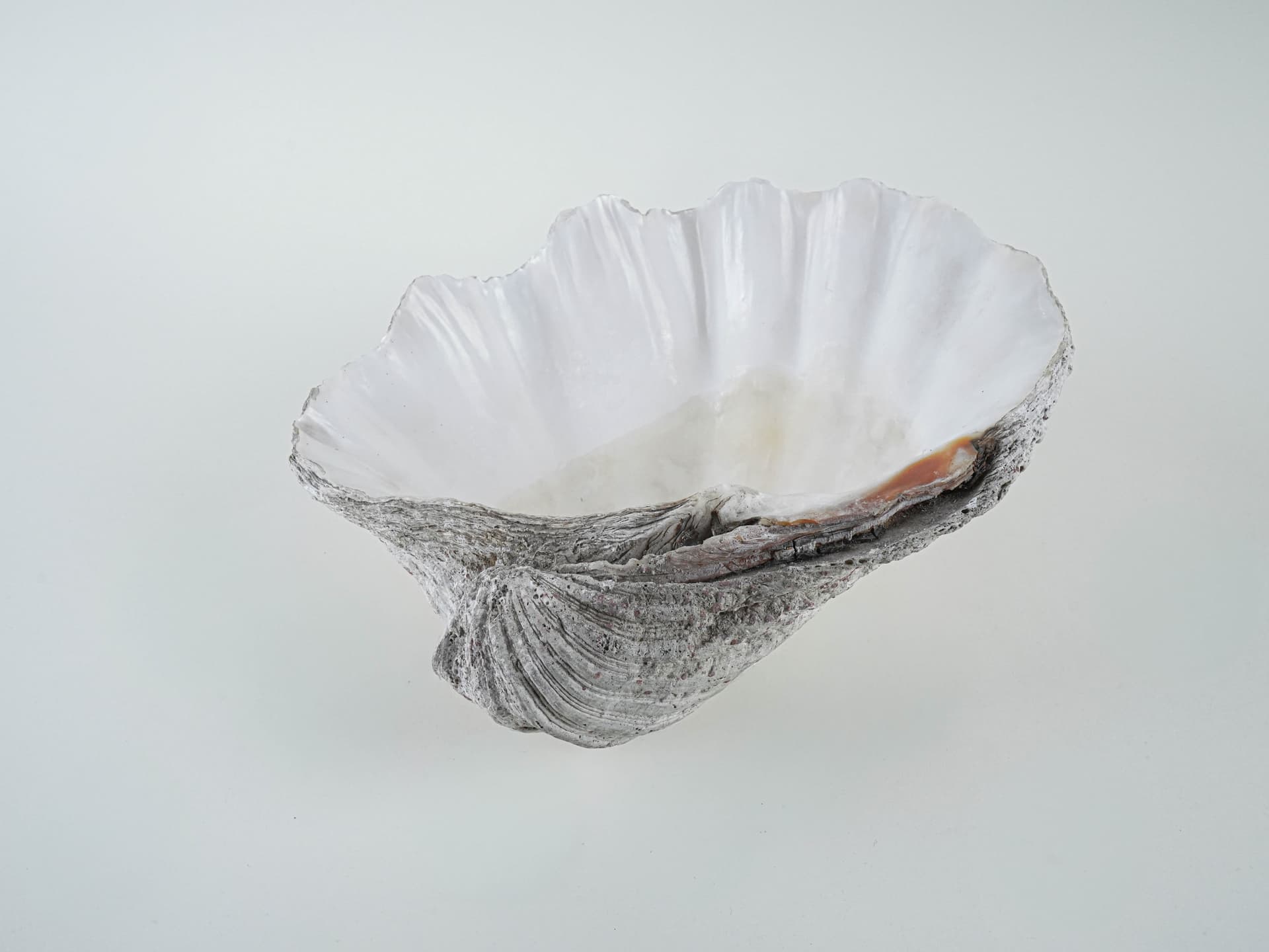 Decorative Tridacna Shell, Grey, Italy, 1980s. - 195468