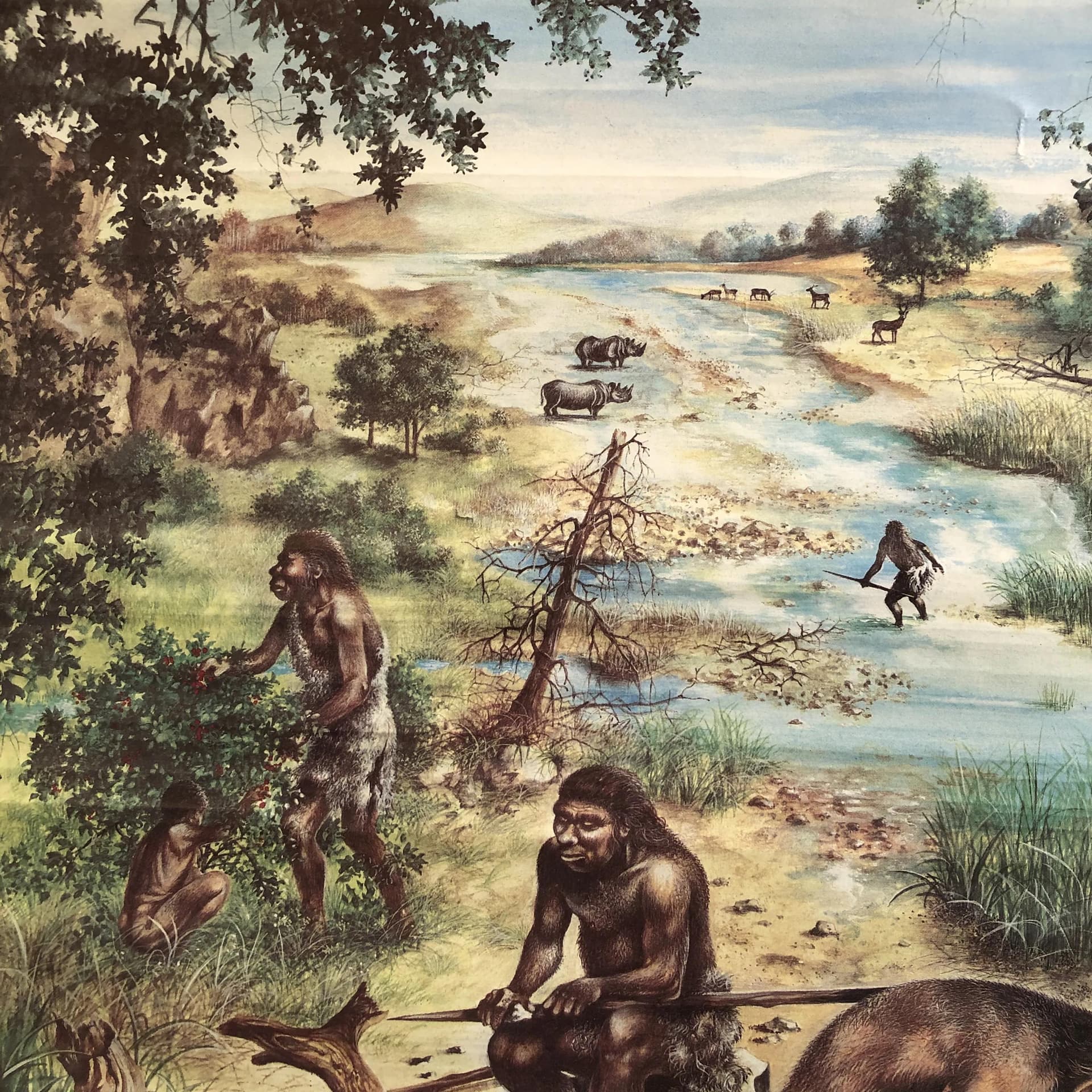 Tablica edukacyjna, Człowiek pierwotny, multicolor, papier, proj. K.-H. Wieland, Niemcy, lata 80. - 20749