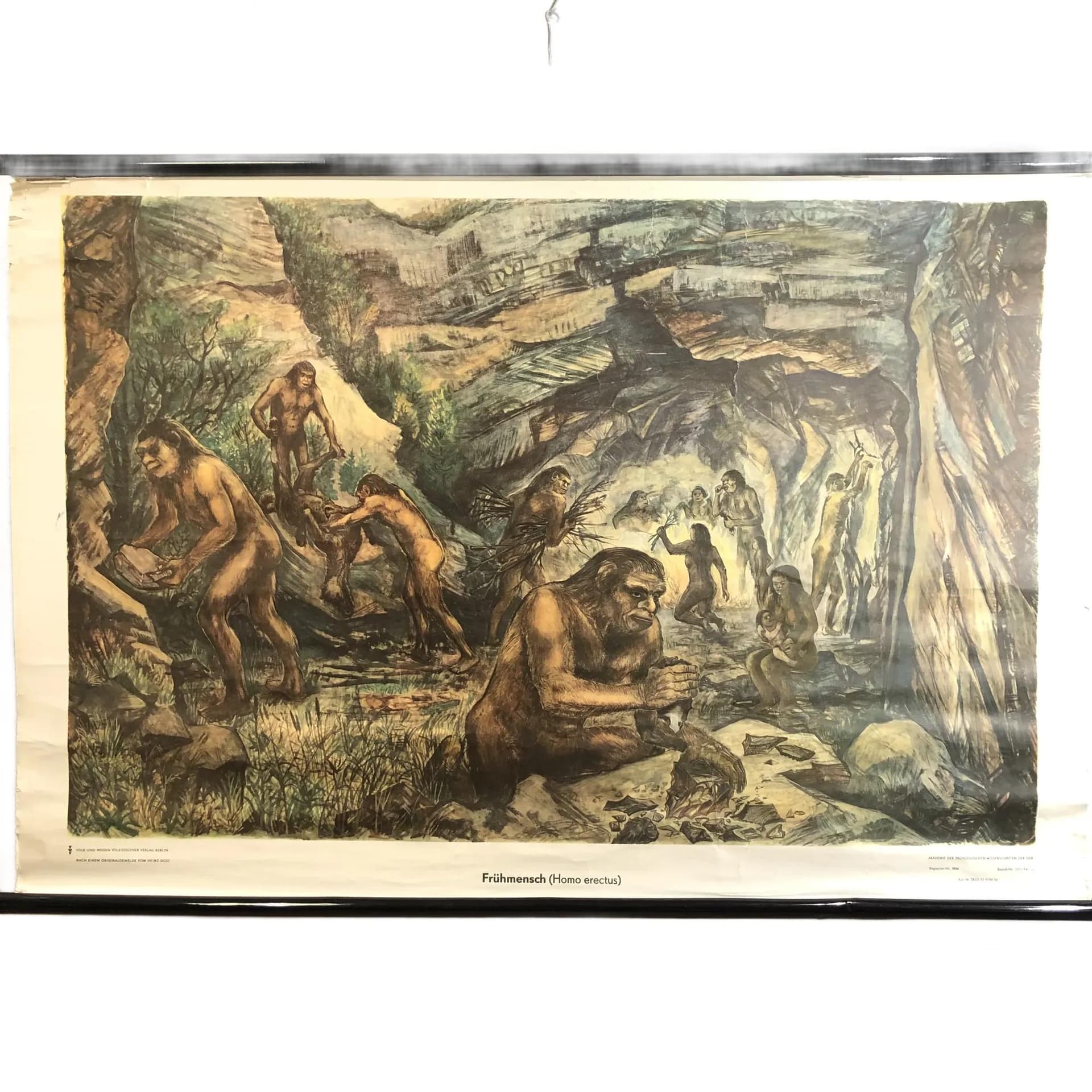 Tablica edukacyjna, Człowiek wyprostowany, multikolor, papier, Niemcy, lata 70., 116x75cm