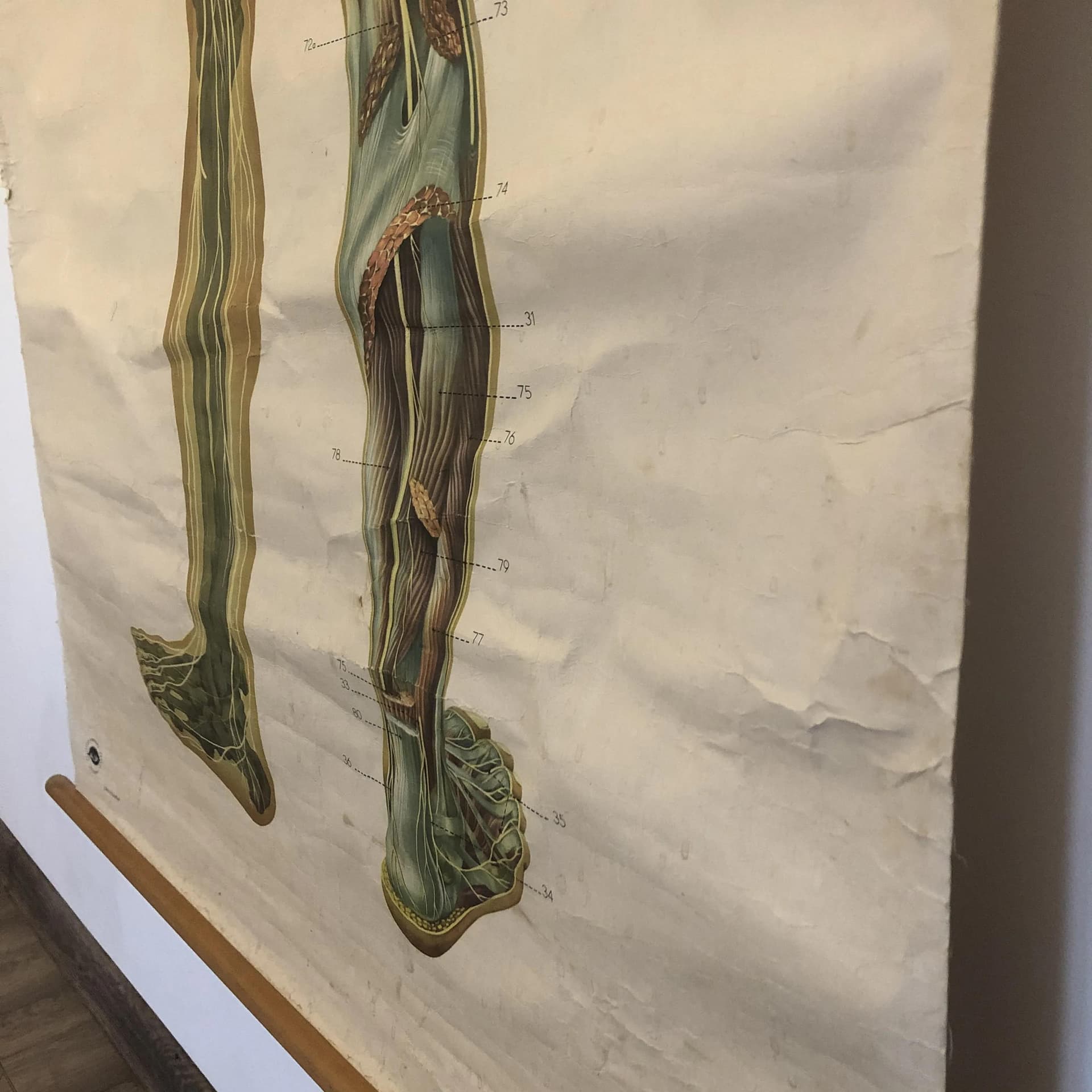 Educational Wall Chart Nervous System, multicolor, paper, Germany, 1970s. - 26756