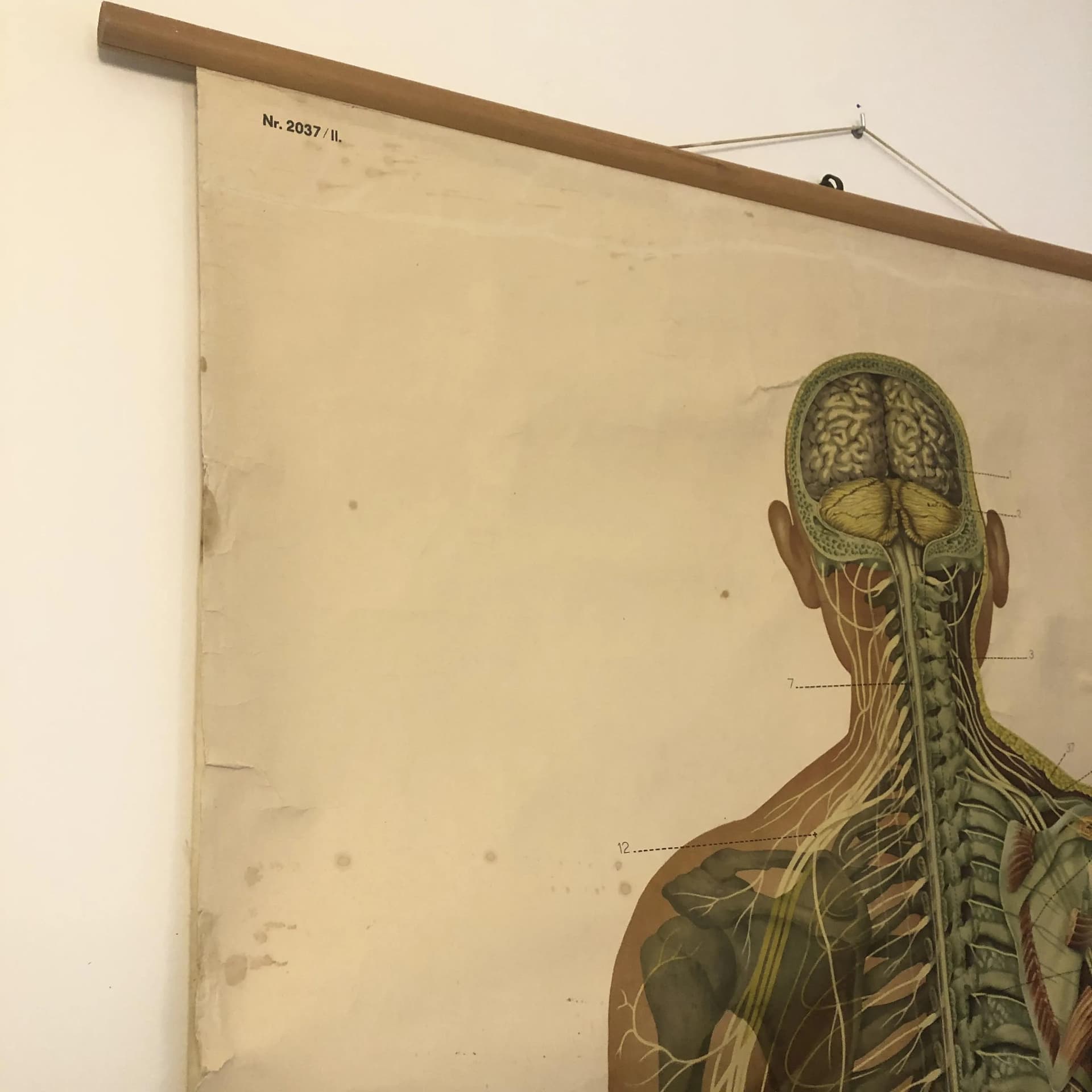 Educational Wall Chart Nervous System, multicolor, paper, Germany, 1970s. - 26753