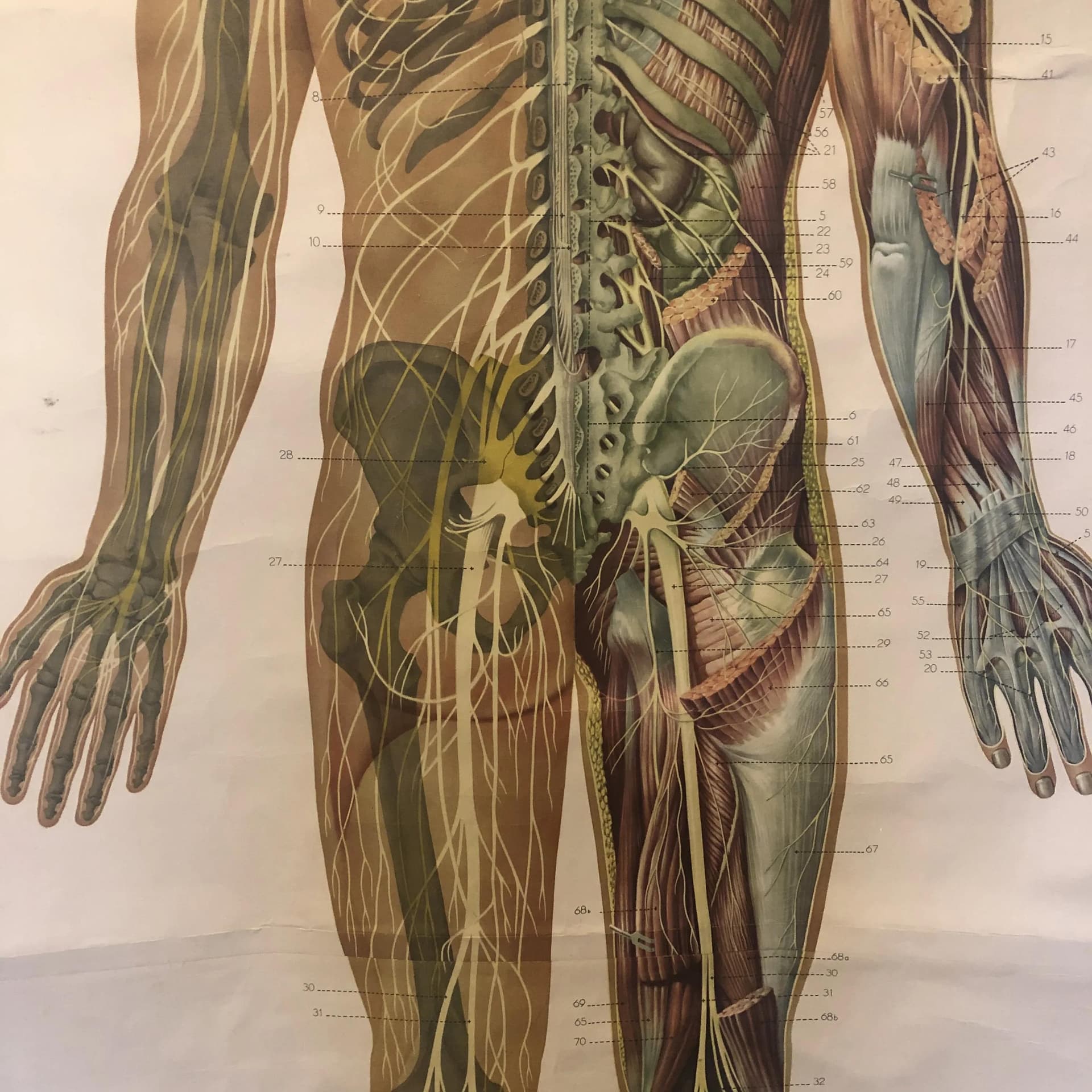 Educational Wall Chart Nervous System, multicolor, paper, Germany, 1970s. - 26757