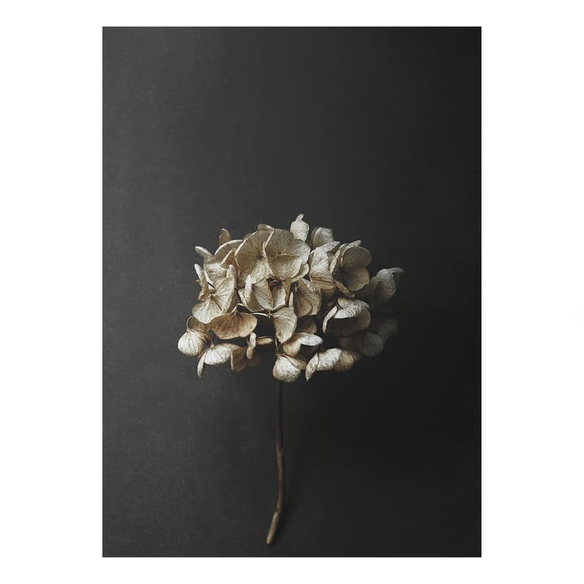 Plakat Still Life 04 Hydrangea 50x70 cm, aut. P. Winther (z ekspozycji)